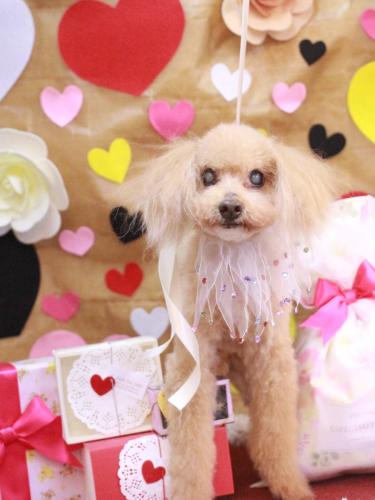 20230205モカくん